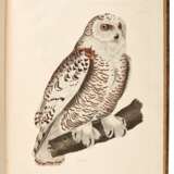 Prideaux John Selby | Illustrations of British ornithology. Edinburgh and London, 1821–1834, 2 volumes, life size ornithological plates by the British Audubon - фото 2