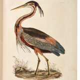 Prideaux John Selby | Illustrations of British ornithology. Edinburgh and London, 1821–1834, 2 volumes, life size ornithological plates by the British Audubon - фото 3