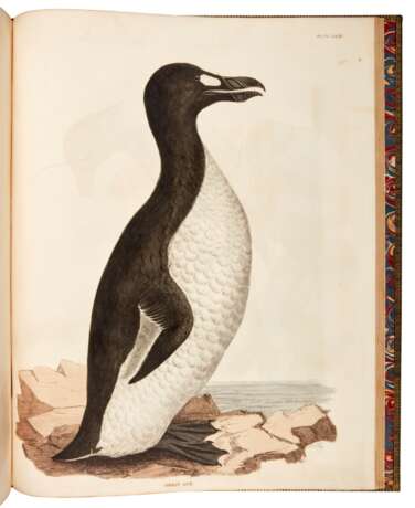 Prideaux John Selby | Illustrations of British ornithology. Edinburgh and London, 1821–1834, 2 volumes, life size ornithological plates by the British Audubon - photo 4
