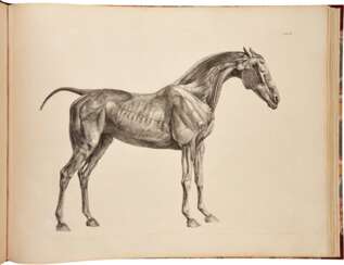 George Stubbs | The anatomy of the horse. London, 1766, a ground-breaking study of equine anatomy by one of the greatest artists of the eighteenth century