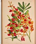 Book and magazine graphics. Robert Warner | Select orchidaceous plants. London, 1862–1875, outstanding botanical lithographs by Fitch