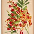 Robert Warner | Select orchidaceous plants. London, 1862–1875, outstanding botanical lithographs by Fitch - Auction prices