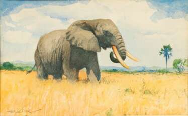 Wilhelm Kuhnert (Oppeln 1865 - Flims/CH 1926). Elefant.