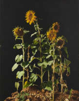 LUCIANO VENTRONE. Girasoli