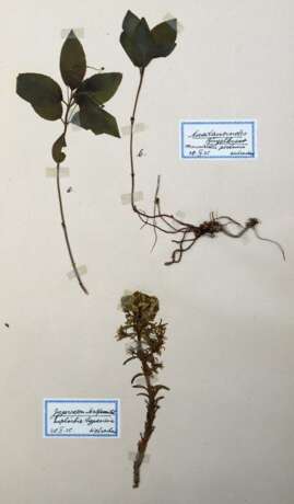 Herbarium. - photo 1