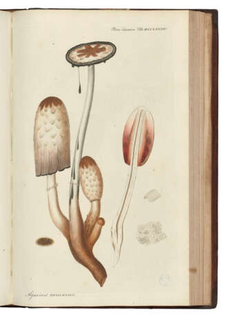 [FLORA DANICA] – OEDER, Georg Christian (1728-1791), and others. - фото 3