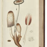 [FLORA DANICA] – OEDER, Georg Christian (1728-1791), and others. - фото 3