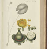 [FLORA DANICA] – OEDER, Georg Christian (1728-1791), and others. - фото 4