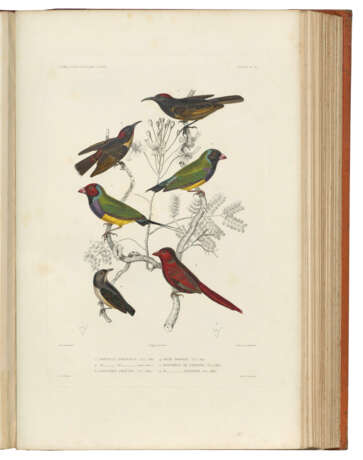 DUMONT D`URVILLE, Jules S&#233;bastien C&#233;sar (1790-1842) - фото 8