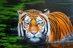 Год водяного тигра