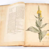 (Nees von Esenbeck, Th.F.L.: "Plantae m - Foto 1