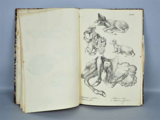 Tabellen zu Dr. Gurlt´s Lehrbuch der pathologischen Anatomie der Haus-Säugethiere, um 1830 - photo 4