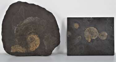 Konvolut Steinplatten mit Fossilien (Ammoniten), 2 Stück
