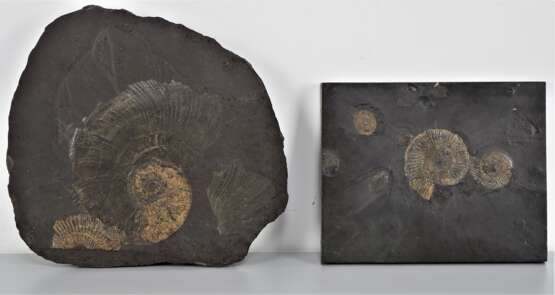 Konvolut Steinplatten mit Fossilien (Ammoniten), 2 Stück - Foto 1