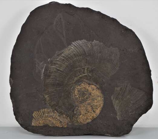Konvolut Steinplatten mit Fossilien (Ammoniten), 2 Stück - photo 3