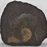 Konvolut Steinplatten mit Fossilien (Ammoniten), 2 Stück - photo 3
