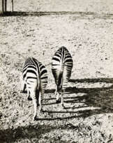 Lotte Laska. Rücksicht