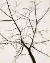 Ruth Hallensleben. Rauhreifzweig