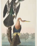 John James Audubon. Black-bellied Darter