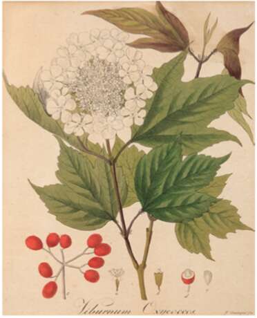 Guimpel, Friedrich (1774-1839) "Viburnum Oxycoccos", Grafik, in der Platte sign., 23x18 cm, im Passepartout hinter Glas und Rahmen - photo 1