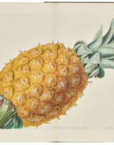 The Pomological Magazine