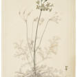 Album of original botanical drawings, from the garden of Rouen - Auction archive
