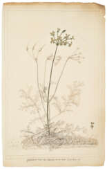 Album of original botanical drawings, from the garden of Rouen