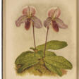 The Orchid Album - Auction archive
