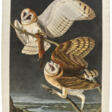 Barn Owl - Архив аукционов