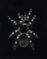 GUIDO MOCAFICO (B. 1962)