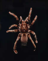 GUIDO MOCAFICO (B. 1962)