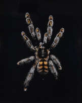 GUIDO MOCAFICO (B. 1962)