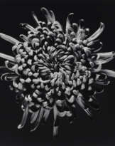 ROBERT MAPPLETHORPE (1946–1989)