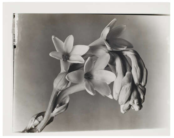 IMOGEN CUNNINGHAM (1883-1976) - Foto 2