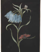 BARBARA REGINA DIETZSCH (NUREMBERG 1706-1783)