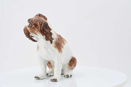 Meissen. Small bolognese dog - photo 3