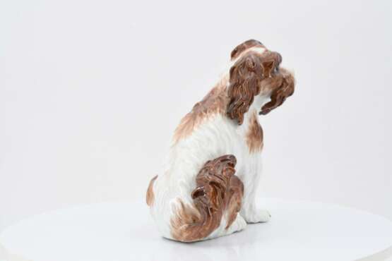 Meissen. Small bolognese dog - photo 5