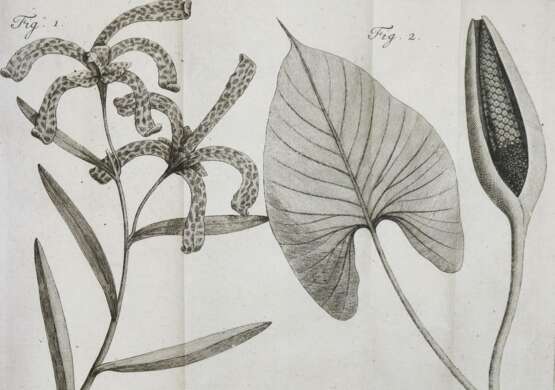 Linné, C.v. - фото 2