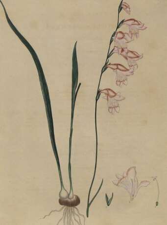 Gladiolus Carneus. - фото 1