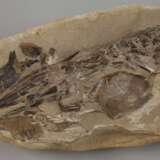 Fossil - Foto 3