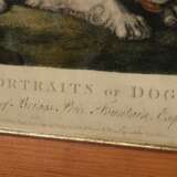 Lerpinière, Daniel (c.1745-1785) "Portraits of Dogs", color. Kupferstich, nach Jan Fyt (1611-1661), in heller Leiste mit Goldschlips, 48,5x61,5cm (m.R. 64x76cm), Altersspuren - Foto 4