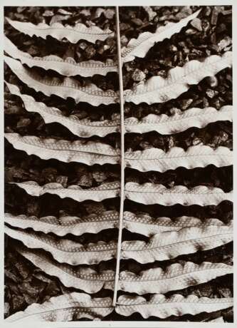 Renger-Patzsch, Albert (1897-1966) "Pflanzenstudie: Farn", Fotografie auf Pappe montiert, verso gestempelt, 17,8x12,7cm (21x16cm), kleine Knickspur, leichte Lagerspuren - photo 1