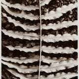 Renger-Patzsch, Albert (1897-1966) "Pflanzenstudie: Farn", Fotografie auf Pappe montiert, verso gestempelt, 17,8x12,7cm (21x16cm), kleine Knickspur, leichte Lagerspuren - photo 1