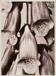 Renger-Patzsch, Albert (1897-1966) &quot;Pflanzenstudie: Fingerhut&quot;, Fotografie auf Pappe montiert, verso gestempelt, 17,8x12,7cm (21x16cm), leicht fleckig, leichte Lagerspuren