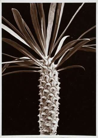 Renger-Patzsch, Albert (1897-1966) "Pflanzenstudie: Euphorbia clava", Fotografie auf Pappe montiert, verso gestempelt, 17,8x12,7cm (21x16cm), leichte Lagerspuren - photo 1