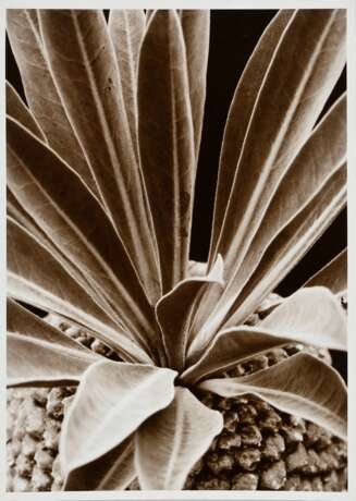 Renger-Patzsch, Albert (1897-1966) "Pflanzenstudie: Euphorbia bupleurifolia", Fotografie auf Pappe montiert, verso gestempelt, 17,8x12,7cm (21x16cm), leichte Lagerspuren - photo 1