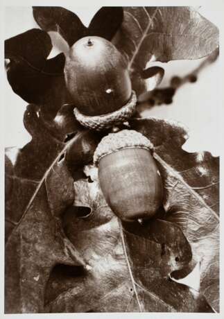 Renger-Patzsch, Albert (1897-1966) "Pflanzenstudie: Eichenlaub mit Eicheln", Fotografie auf Pappe montiert, verso gestempelt, 17,8x12,7cm (21x16cm), leichte Lagerspuren - photo 1