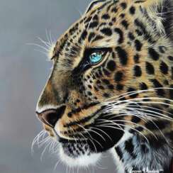 Леопард - взгляд голубых глаз