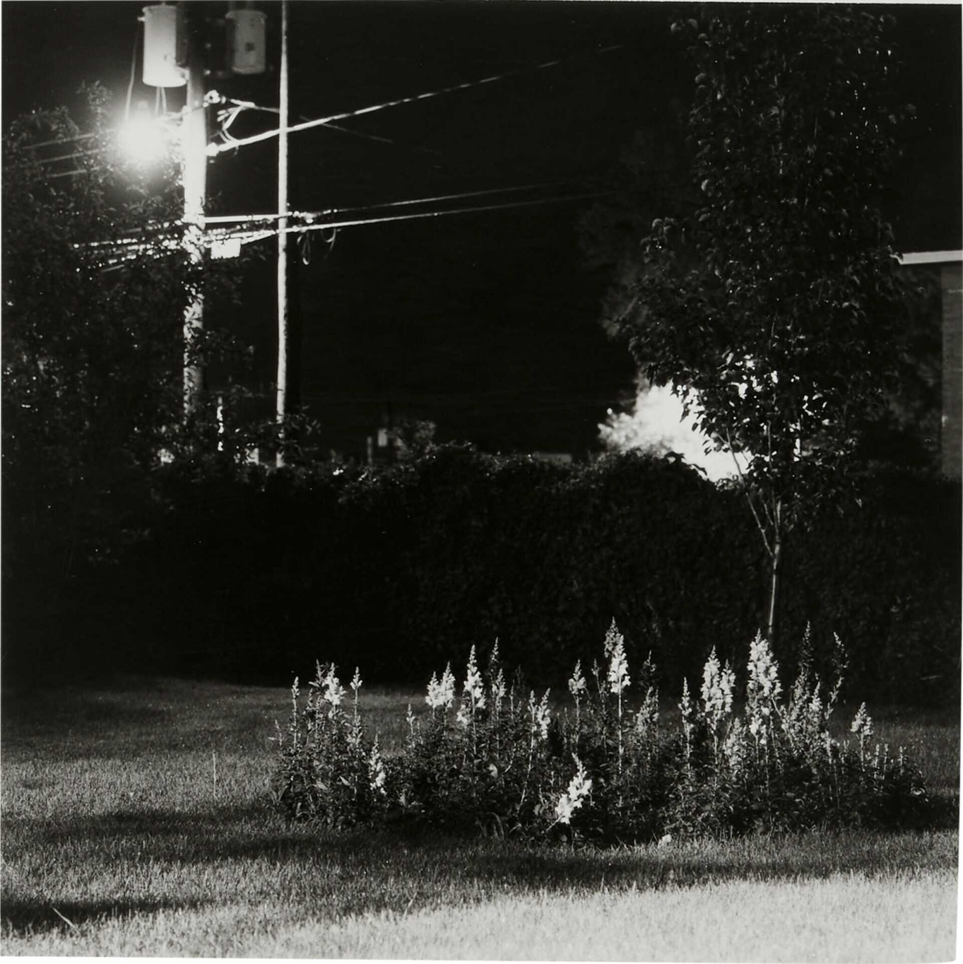 Robert Adams