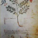 Medicina antiqua libri quattuor medecinae. - фото 2